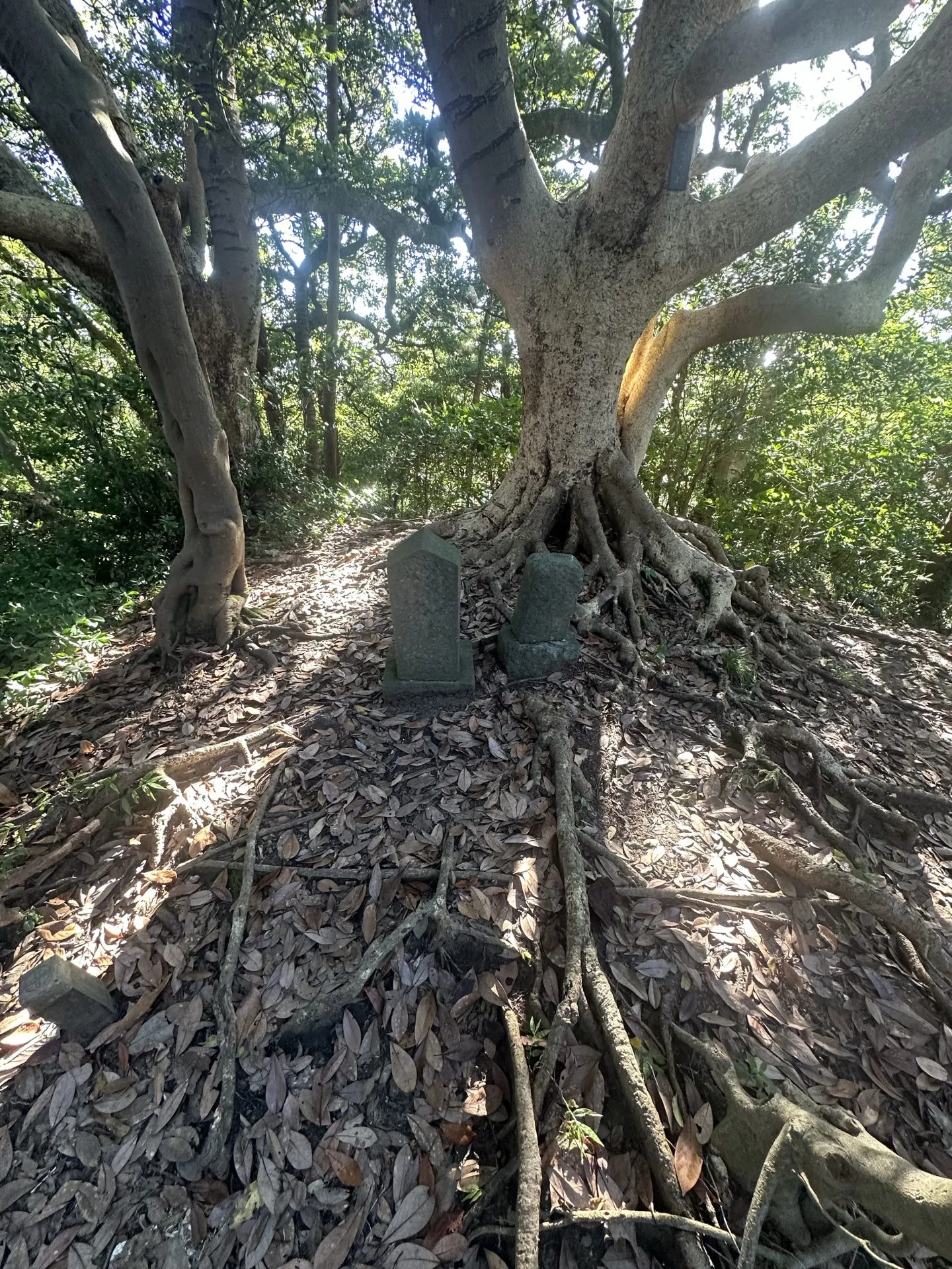 三浦アルプスでトレラン - 画像11