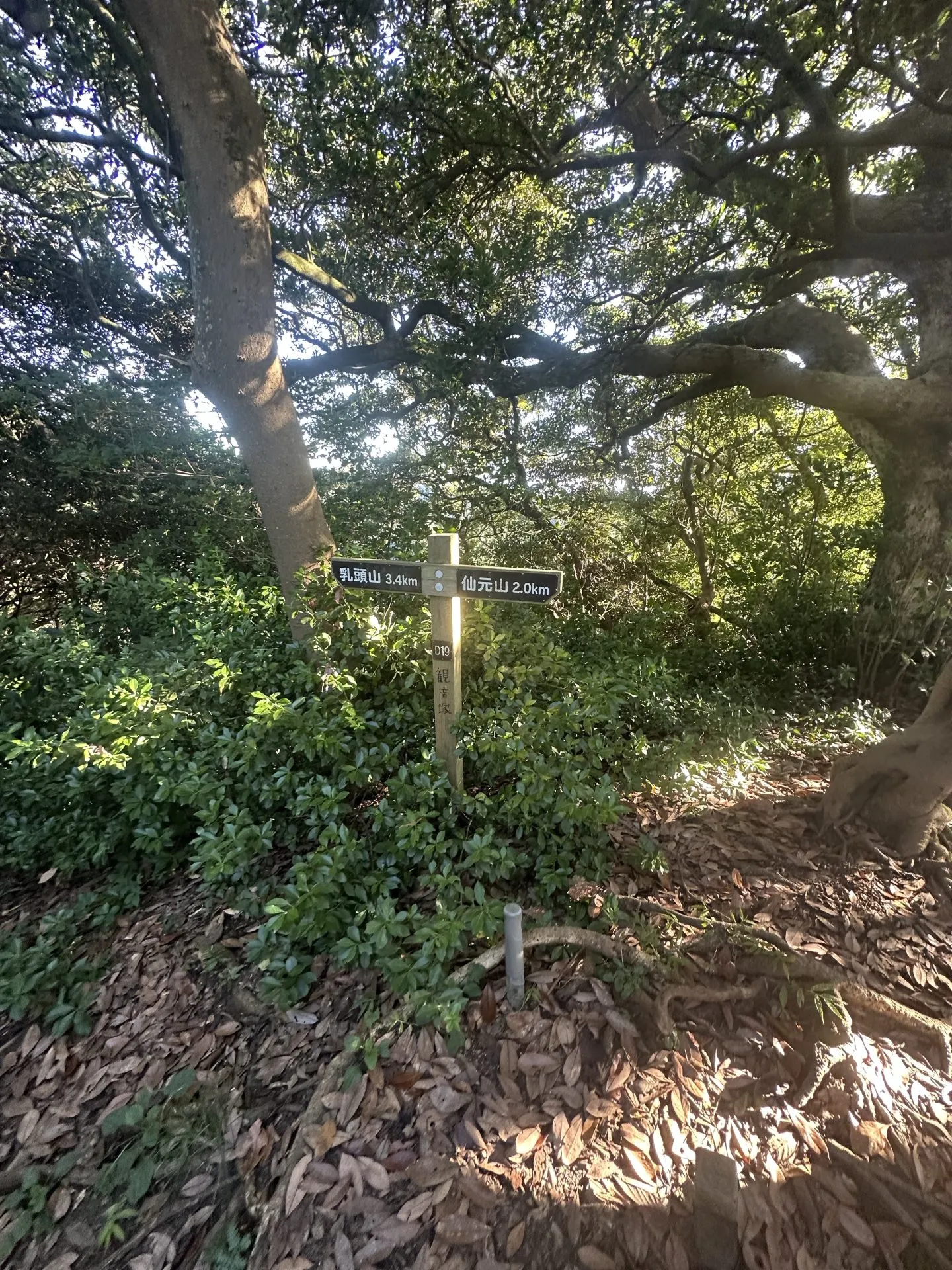 三浦アルプスでトレラン - 画像13