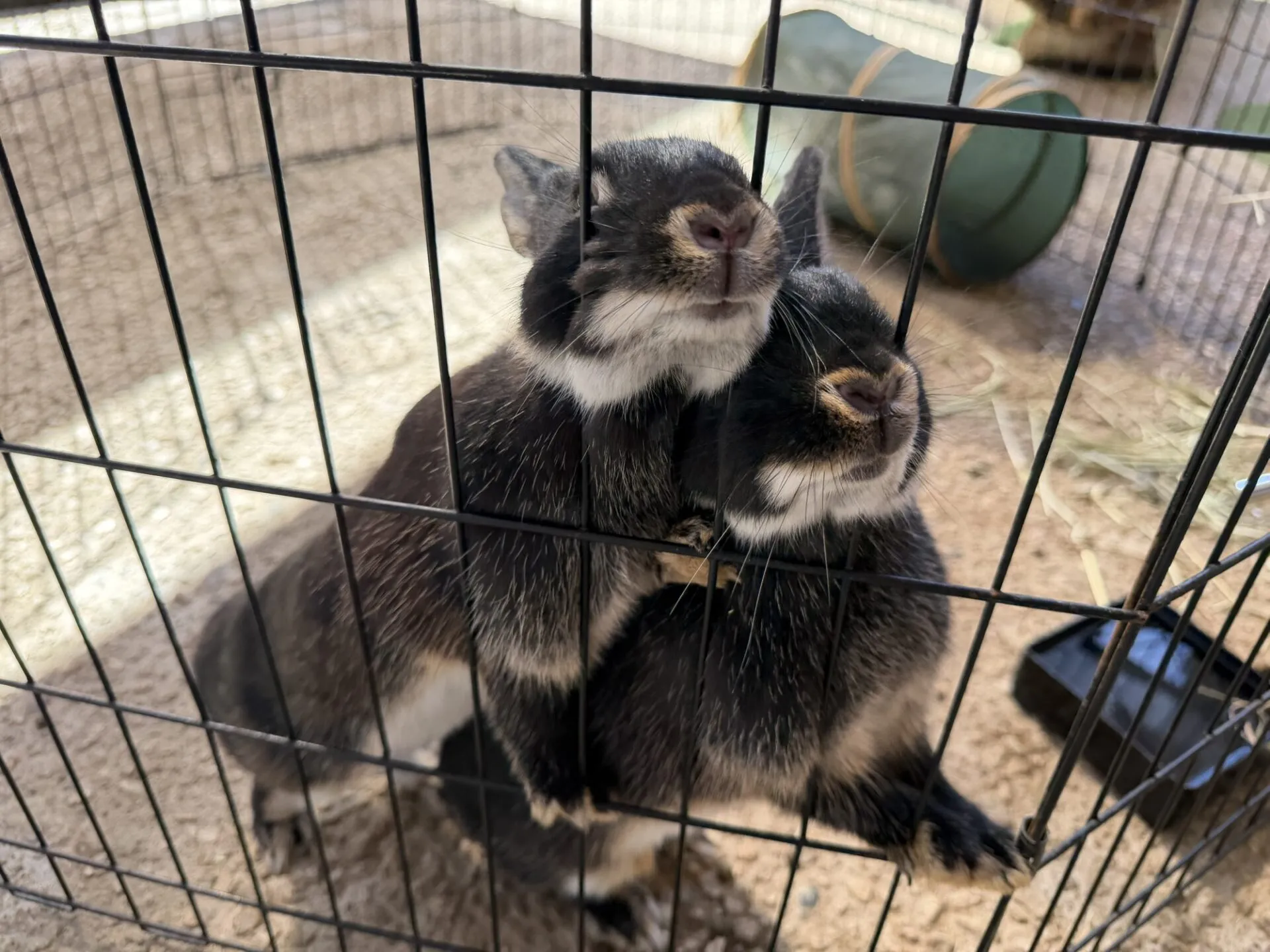 2025年　小松鉄人レース　鉄人の部　完走 - 画像13