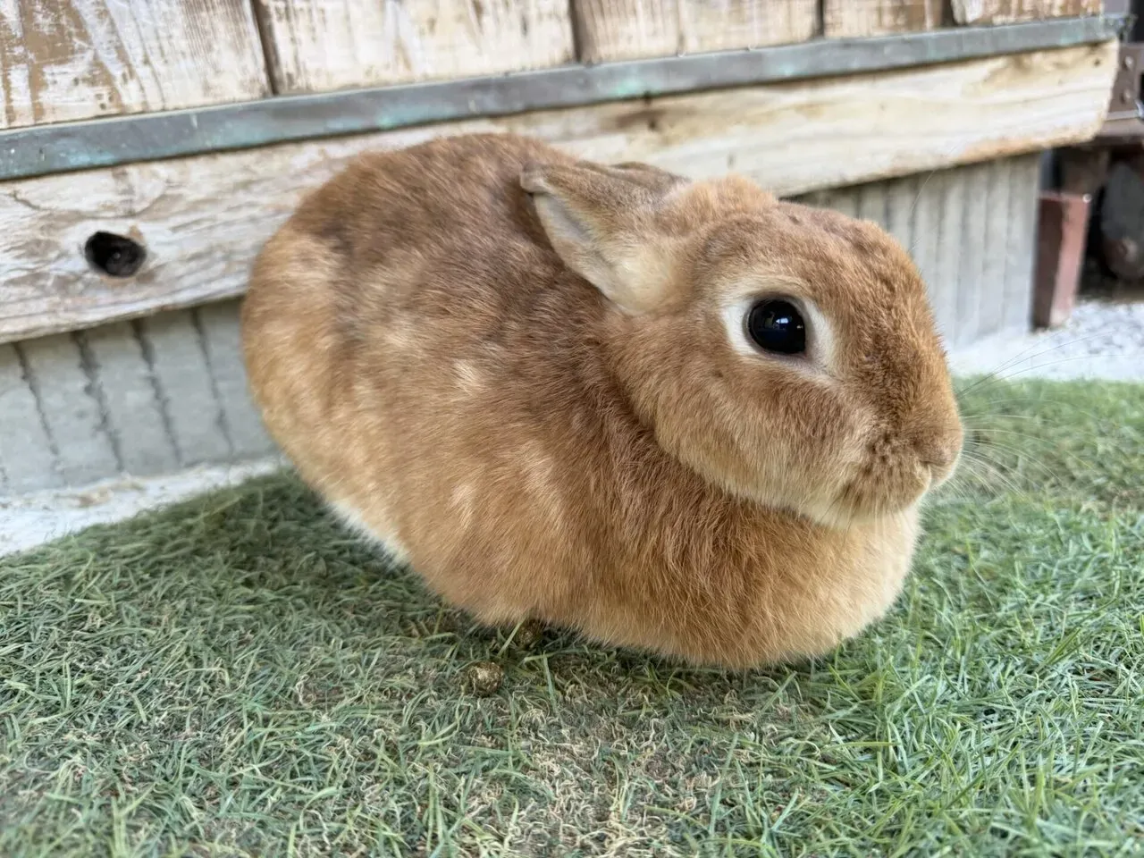 月うさぎの里のうさぎ2