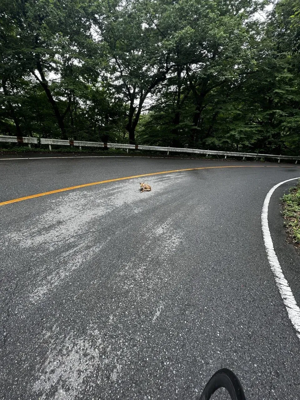 碓氷峠ヒルクライムトレーニング - 画像4