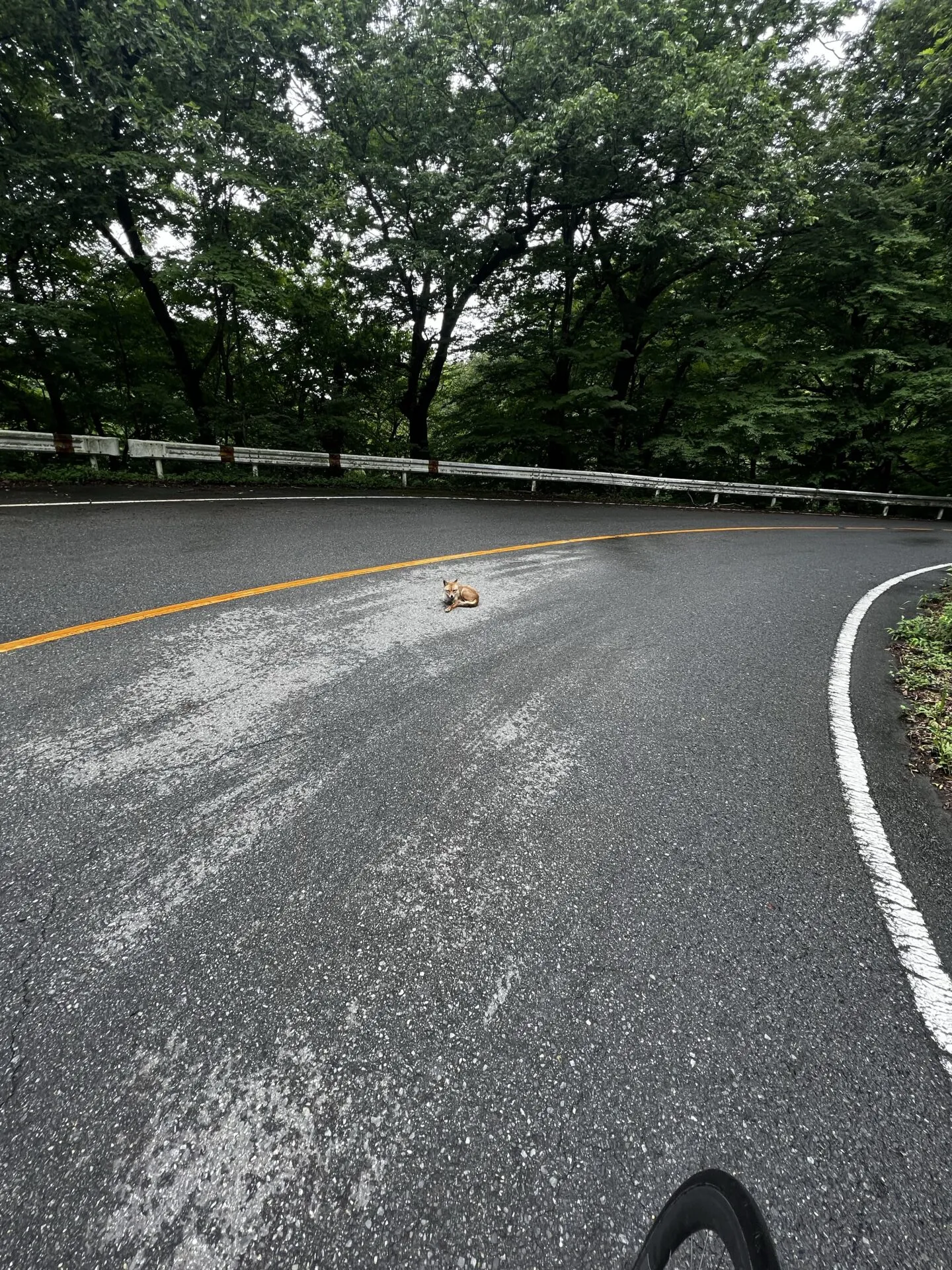 碓氷峠ヒルクライムトレーニング - 画像4