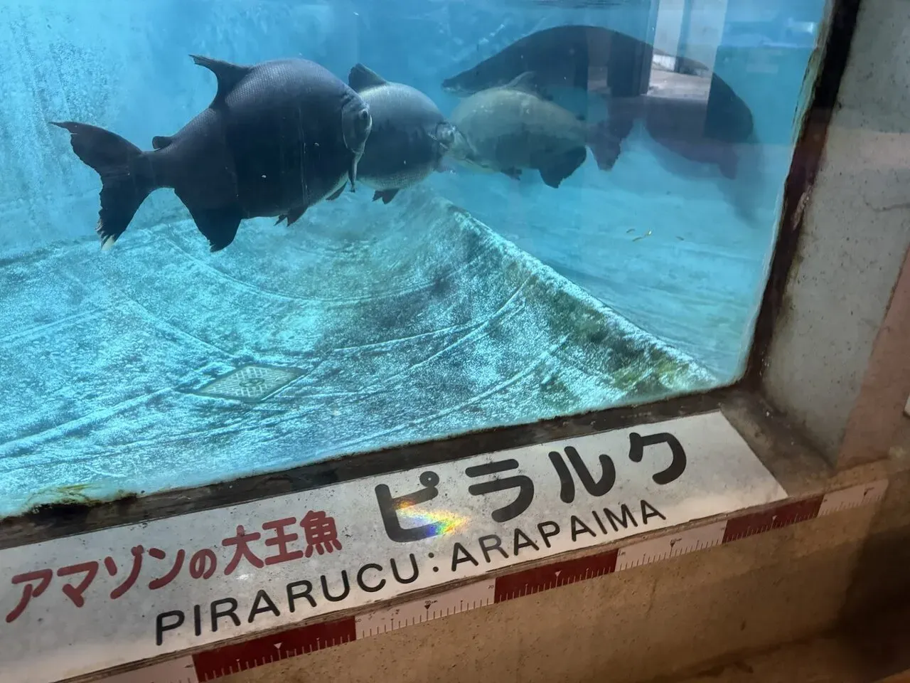 別府大分毎日マラソン 2024年 【旅行編】 - 画像38