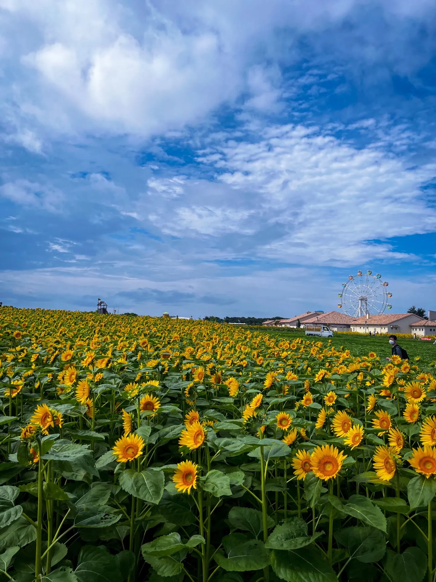 葉山<=>三崎港ライドでマグロ朝ごはんとスイーツ - 画像5