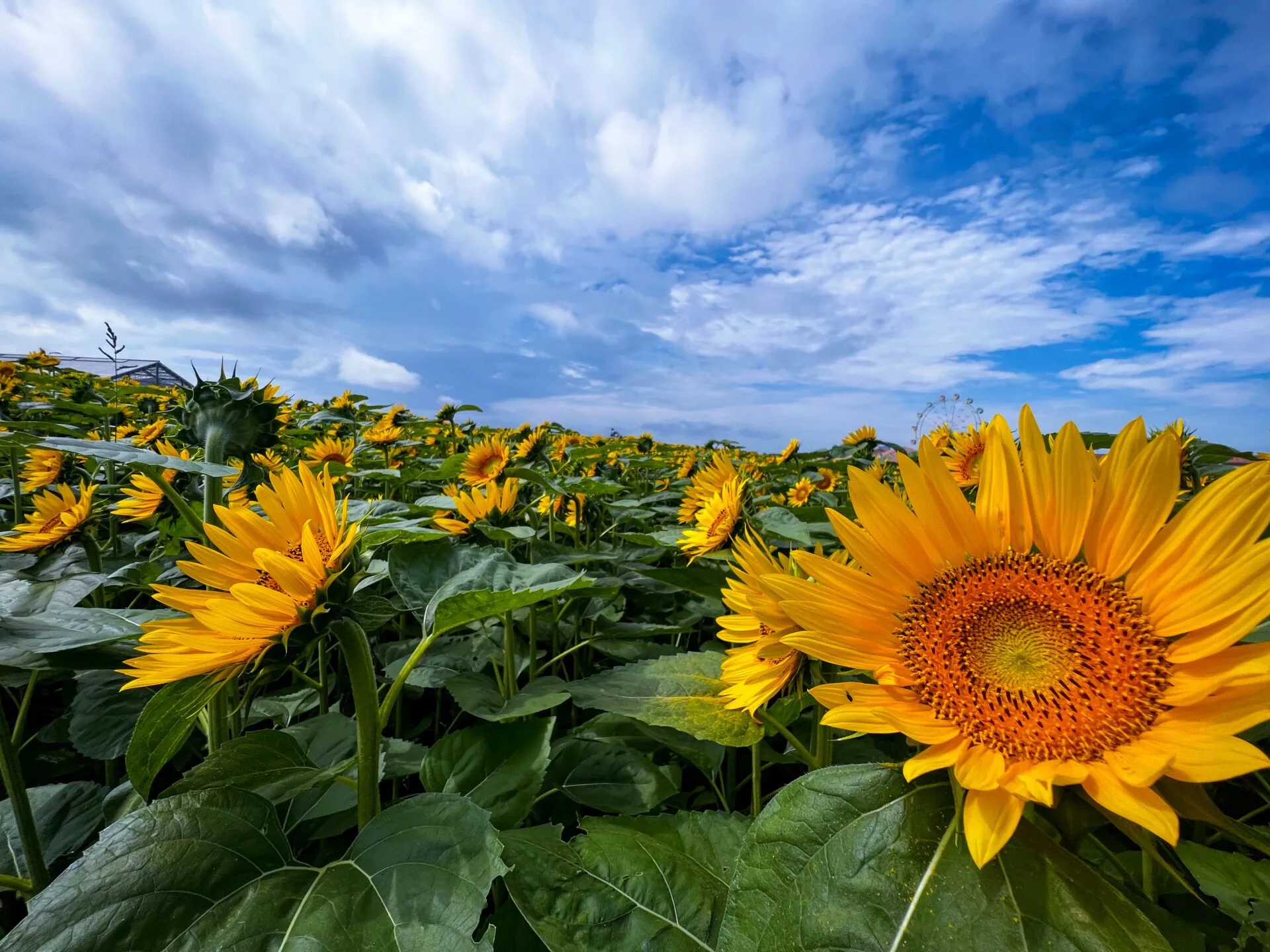 葉山<=>三崎港ライドでマグロ朝ごはんとスイーツ - 画像7